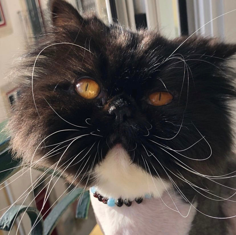 Extensão Para Coleira Para Animal em Âmbar  3cm