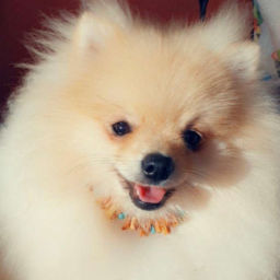 Coleira Para Animal em Âmbar Mel e Turquesa 20cm